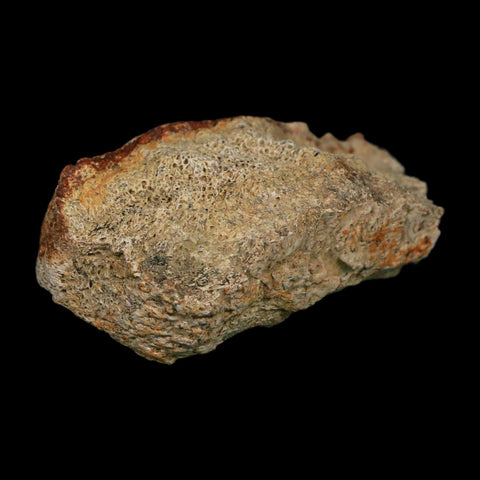 2.7" Triceratops Fossil Frill Blood Groves Hell Creek FM Cretaceous Dinosaur MT COA Stand - Fossil Age Minerals