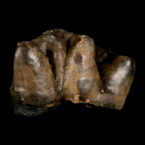 1" Tapir Tapirus Veroensis Fossil Tooth Pleistocene Age Withlacoochee River FL Display - Fossil Age Minerals