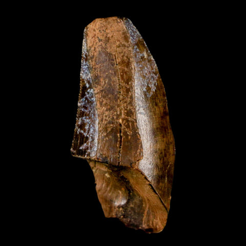1.5" Tyrannosaur Serrated Fossil Tooth Cretaceous Dinosaur Judith River FM MT COA - Fossil Age Minerals