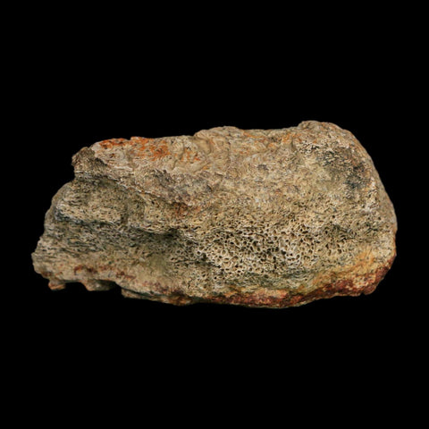 2.7" Triceratops Fossil Frill Blood Groves Hell Creek FM Cretaceous Dinosaur MT COA Stand - Fossil Age Minerals