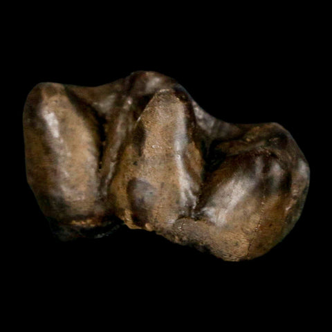 1" Tapir Tapirus Veroensis Fossil Tooth Pleistocene Age Withlacoochee River FL Display - Fossil Age Minerals