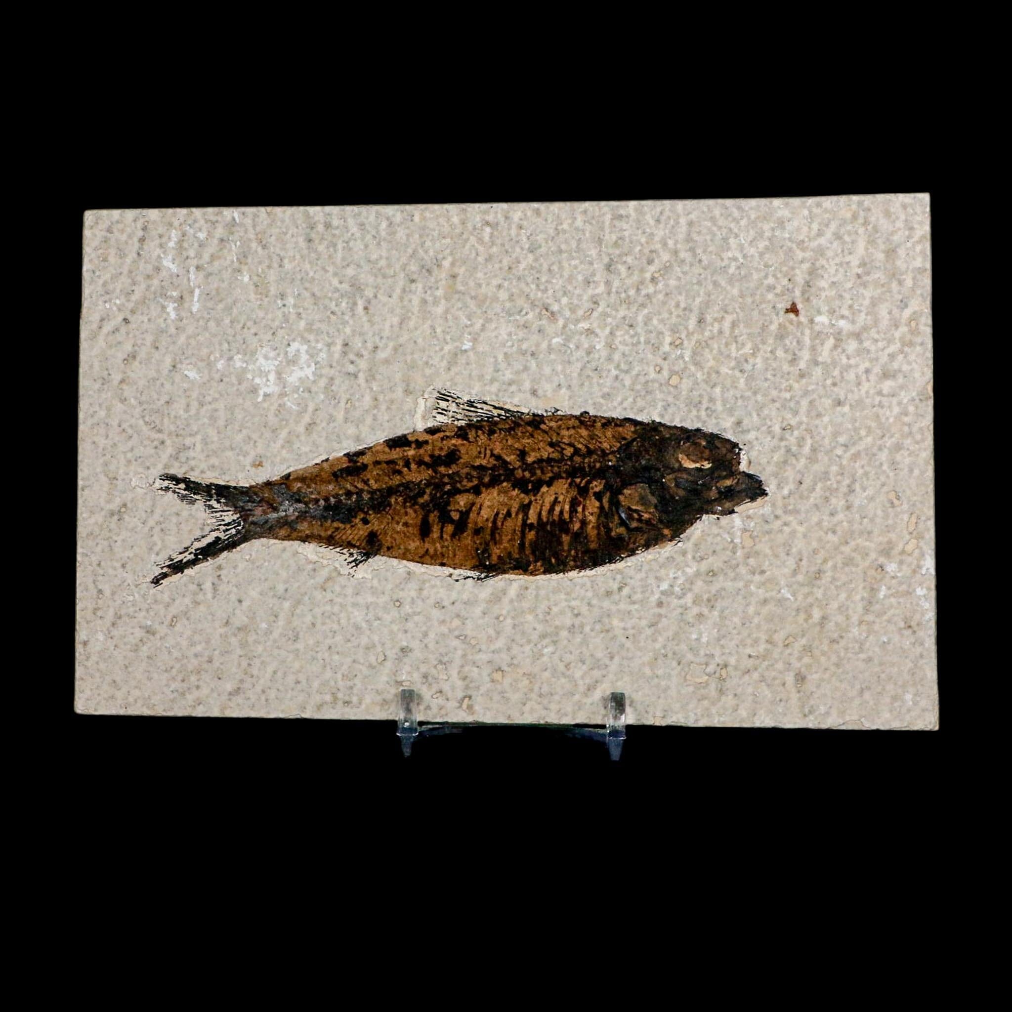 XL 4.6" Knightia Eocaena Fossil Fish Green River FM WY Eocene Age COA And Stand - Fossil Age Minerals