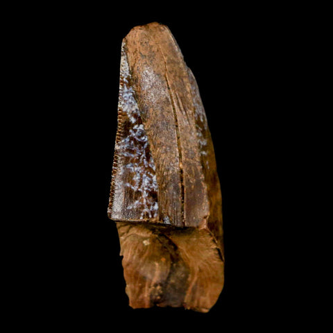 1.5" Tyrannosaur Serrated Fossil Tooth Cretaceous Dinosaur Judith River FM MT COA - Fossil Age Minerals