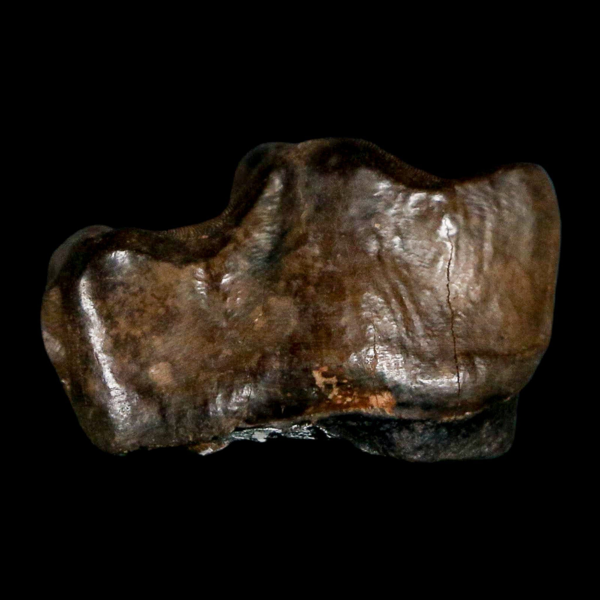 1" Tapir Tapirus Veroensis Fossil Tooth Pleistocene Age Withlacoochee River FL Display - Fossil Age Minerals