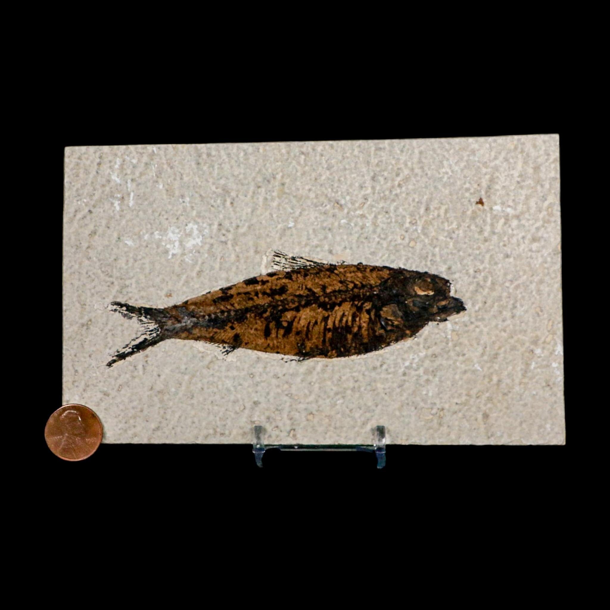 XL 4.6" Knightia Eocaena Fossil Fish Green River FM WY Eocene Age COA And Stand - Fossil Age Minerals