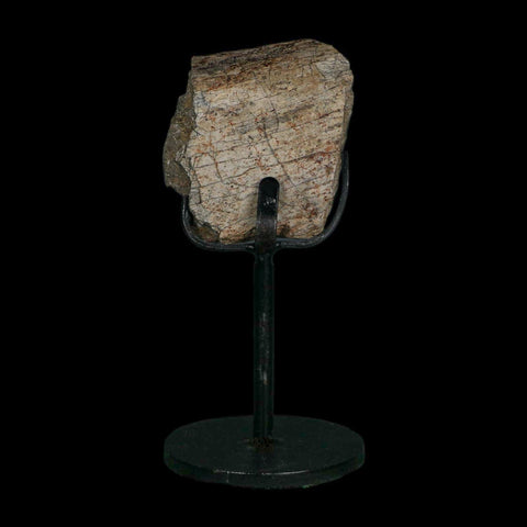 2" Triceratops Fossil Rib Bone Hell Creek FM Cretaceous Dinosaur MT COA Stand - Fossil Age Minerals