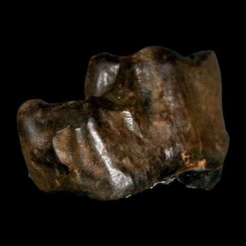 1" Tapir Tapirus Veroensis Fossil Tooth Pleistocene Age Withlacoochee River FL Display - Fossil Age Minerals