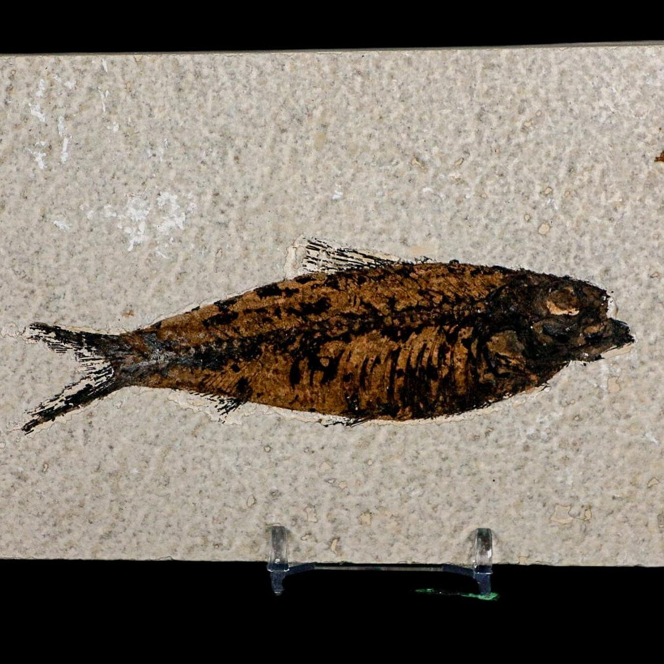 XL 4.6" Knightia Eocaena Fossil Fish Green River FM WY Eocene Age COA And Stand - Fossil Age Minerals