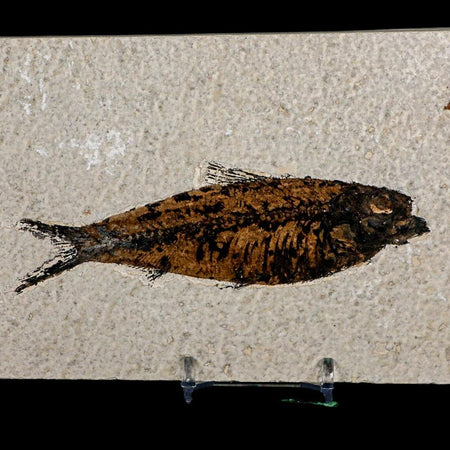 XL 4.6" Knightia Eocaena Fossil Fish Green River FM WY Eocene Age COA And Stand