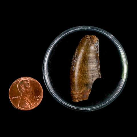 1.5" Tyrannosaur Serrated Fossil Tooth Cretaceous Dinosaur Judith River FM MT COA - Fossil Age Minerals