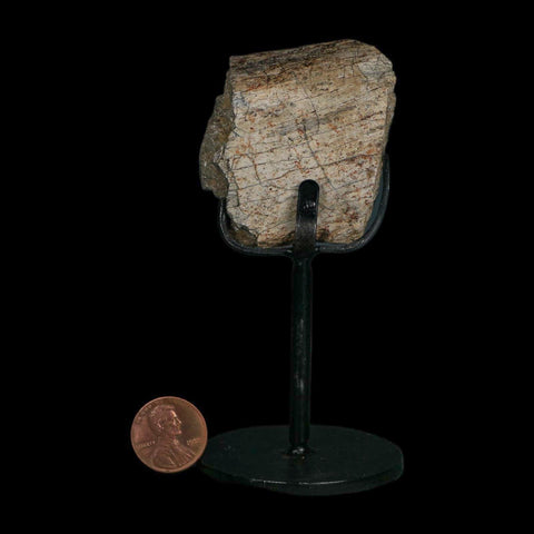 2" Triceratops Fossil Rib Bone Hell Creek FM Cretaceous Dinosaur MT COA Stand - Fossil Age Minerals
