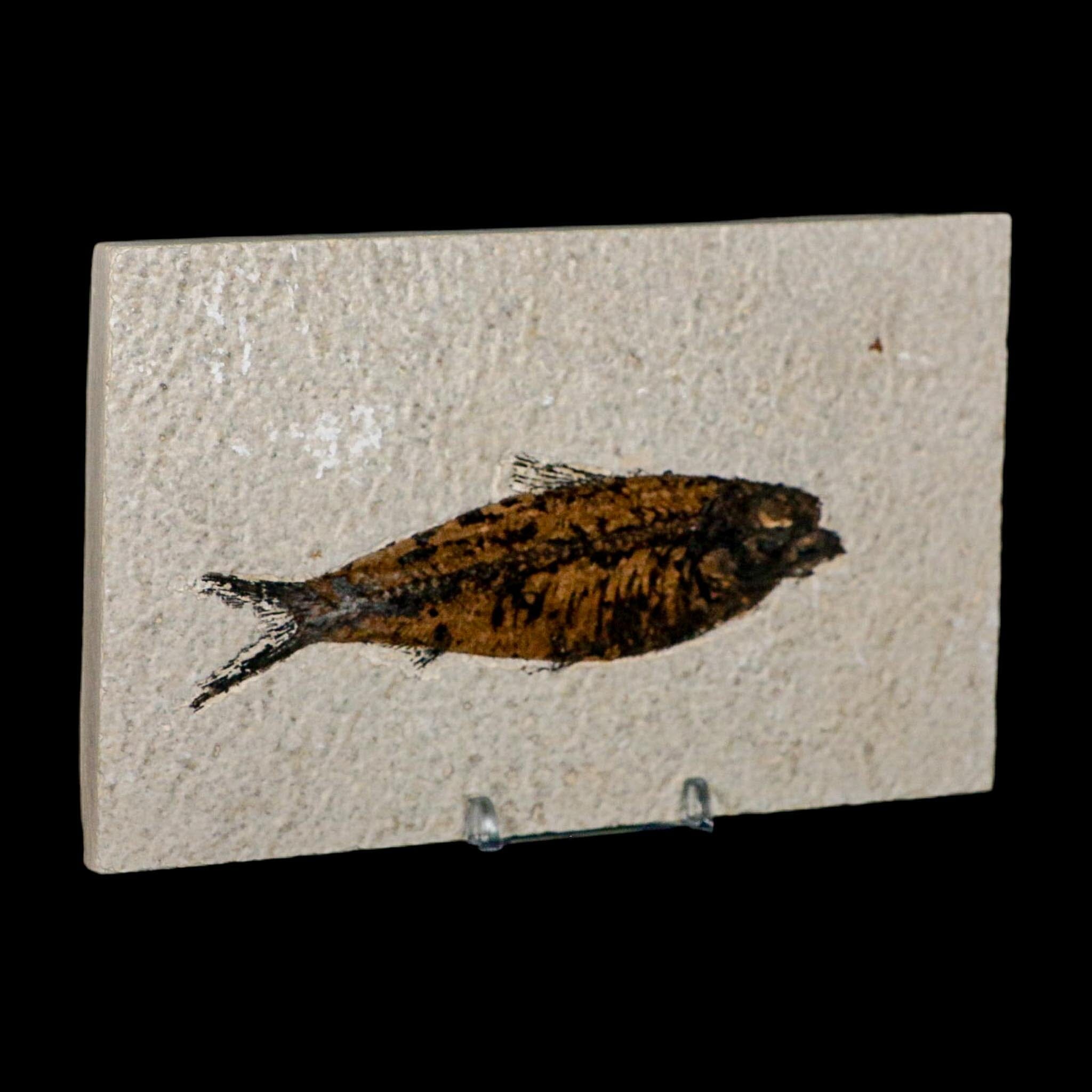 XL 4.6" Knightia Eocaena Fossil Fish Green River FM WY Eocene Age COA And Stand - Fossil Age Minerals