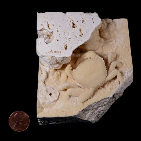 2.5" Potaman Sp Fossil Freshwater Crab In Travertine Denizli Basin Southwest Turkey - Fossil Age Minerals