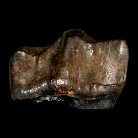 1" Tapir Tapirus Veroensis Fossil Tooth Pleistocene Age Withlacoochee River FL Display - Fossil Age Minerals