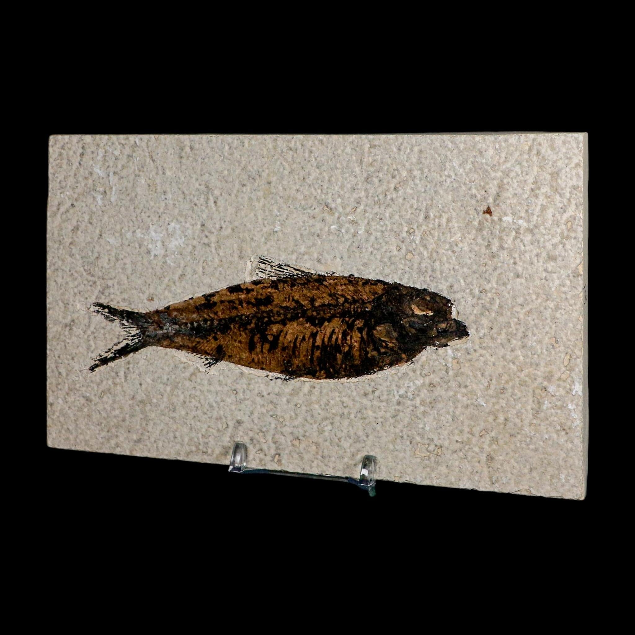 XL 4.6" Knightia Eocaena Fossil Fish Green River FM WY Eocene Age COA And Stand - Fossil Age Minerals