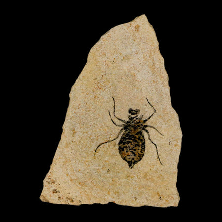 0.9" Dragonfly Larvae Fossil Libellula Doris Plate Upper Miocene Piemont Italy Display