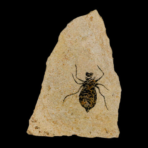 0.9" Dragonfly Larvae Fossil Libellula Doris Plate Upper Miocene Piemont Italy Display - Fossil Age Minerals