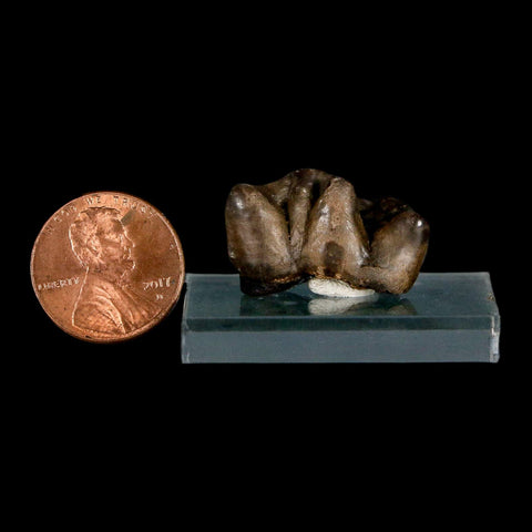 1" Tapir Tapirus Veroensis Fossil Tooth Pleistocene Age Withlacoochee River FL Display - Fossil Age Minerals