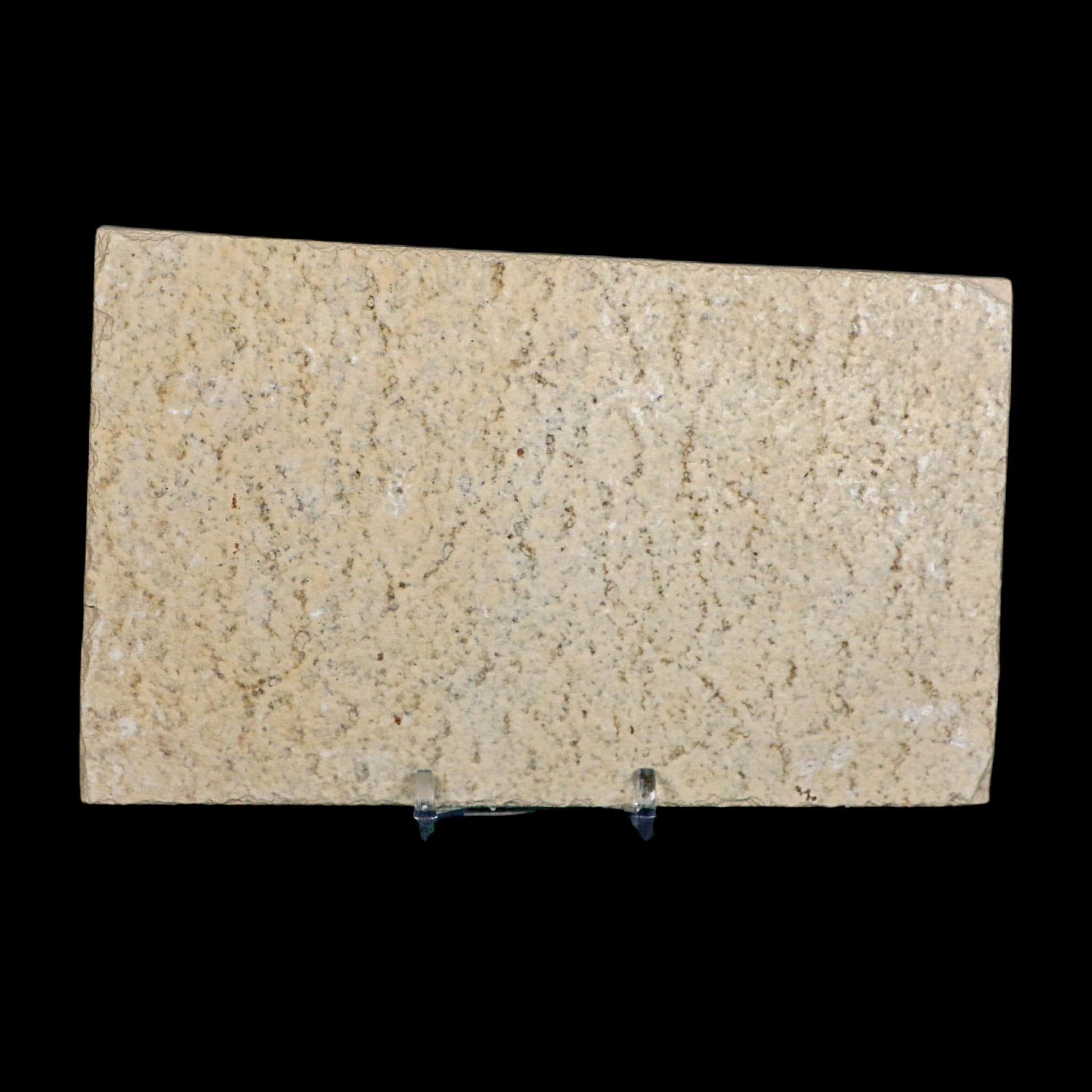 XL 4.6" Knightia Eocaena Fossil Fish Green River FM WY Eocene Age COA And Stand - Fossil Age Minerals
