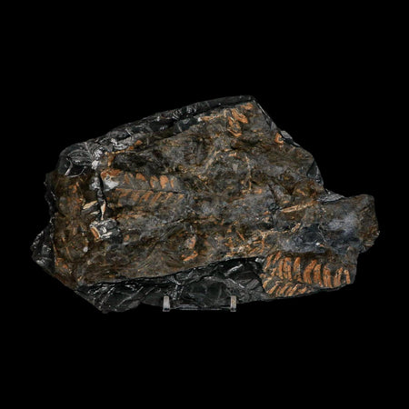 8.5" Alethopteris Fern Plant Leaf Fossil Carboniferous Age Llewellyn FM ST Clair, PA