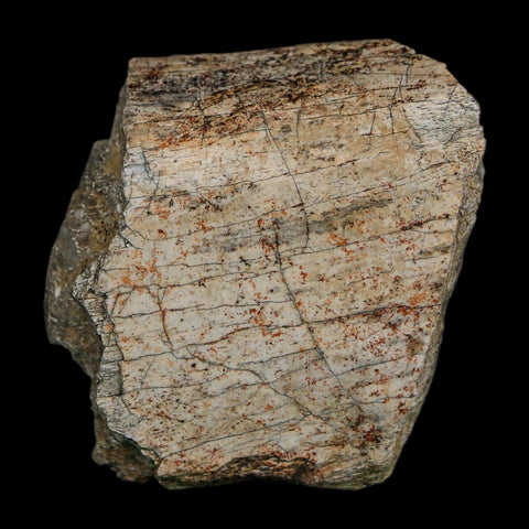 2" Triceratops Fossil Rib Bone Hell Creek FM Cretaceous Dinosaur MT COA Stand - Fossil Age Minerals