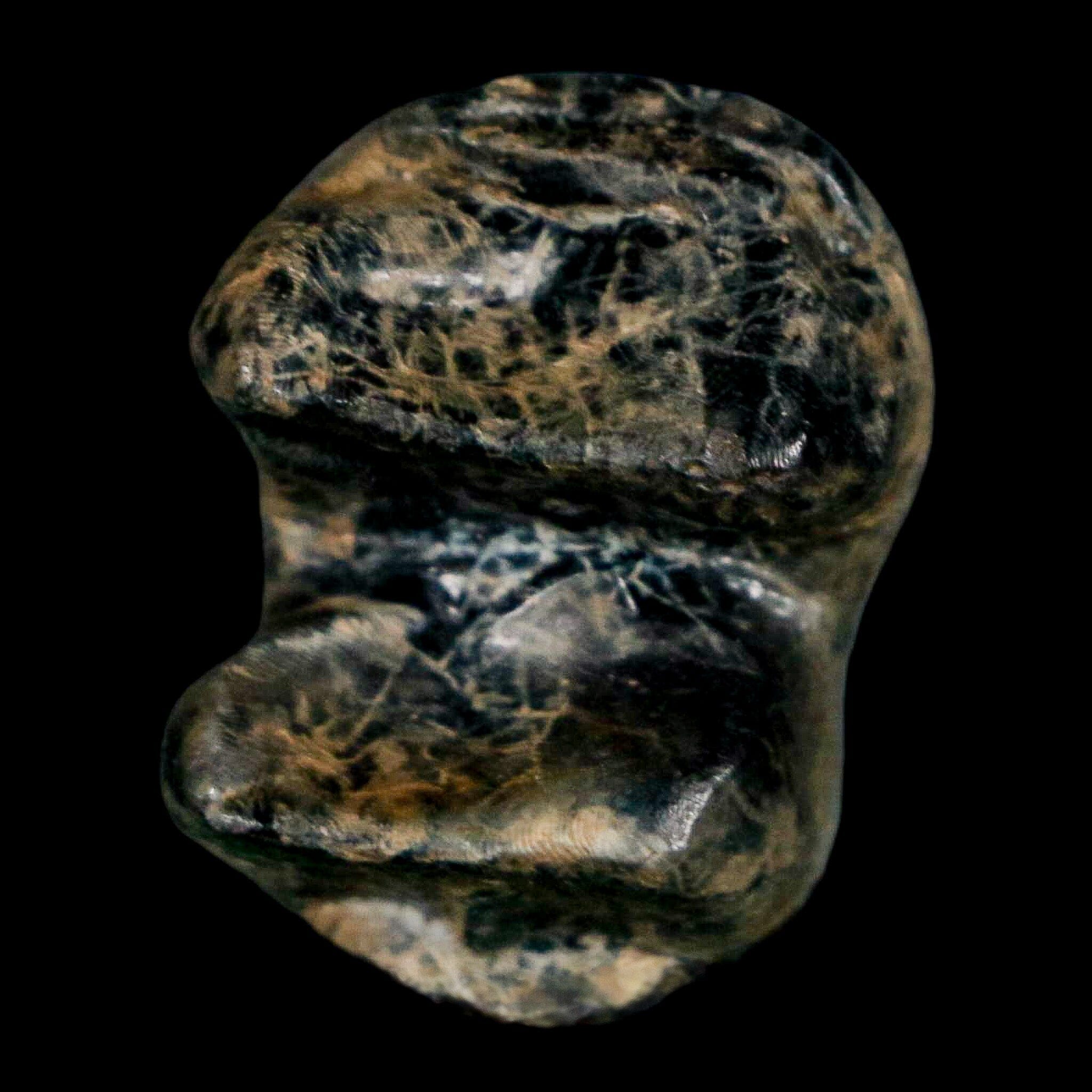 1.1" Tapir Tapirus Veroensis Fossil Tooth Pleistocene Age Withlacoochee River FL Display - Fossil Age Minerals