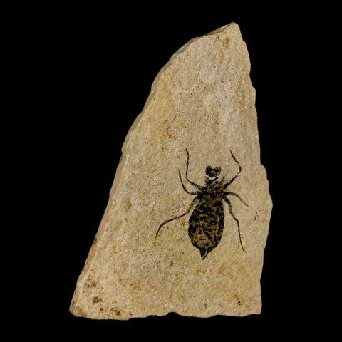 0.9" Dragonfly Larvae Fossil Libellula Doris Plate Upper Miocene Piemont Italy Display - Fossil Age Minerals
