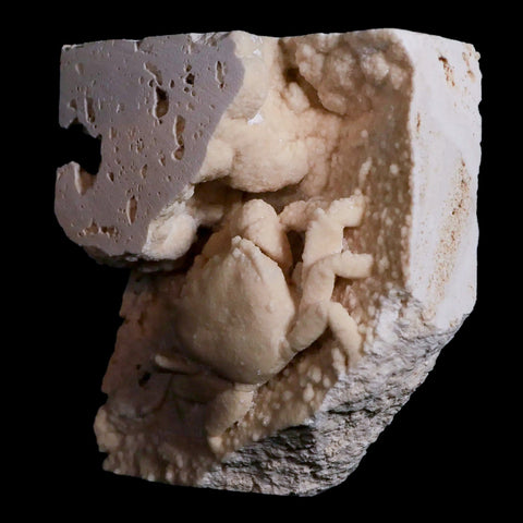 2.5" Potaman Sp Fossil Freshwater Crab In Travertine Denizli Basin Southwest Turkey - Fossil Age Minerals