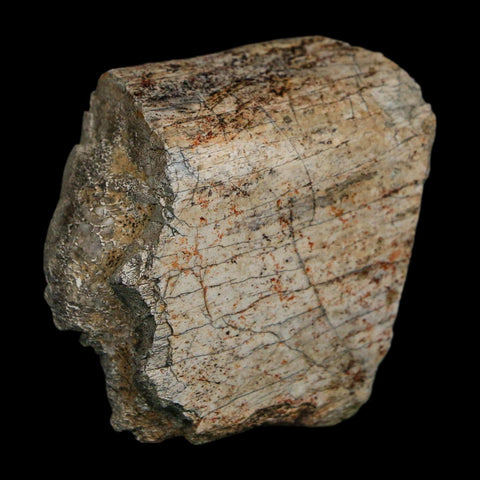2" Triceratops Fossil Rib Bone Hell Creek FM Cretaceous Dinosaur MT COA Stand - Fossil Age Minerals