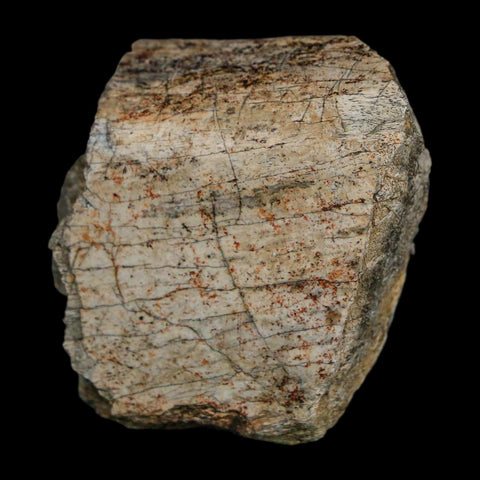 2" Triceratops Fossil Rib Bone Hell Creek FM Cretaceous Dinosaur MT COA Stand - Fossil Age Minerals