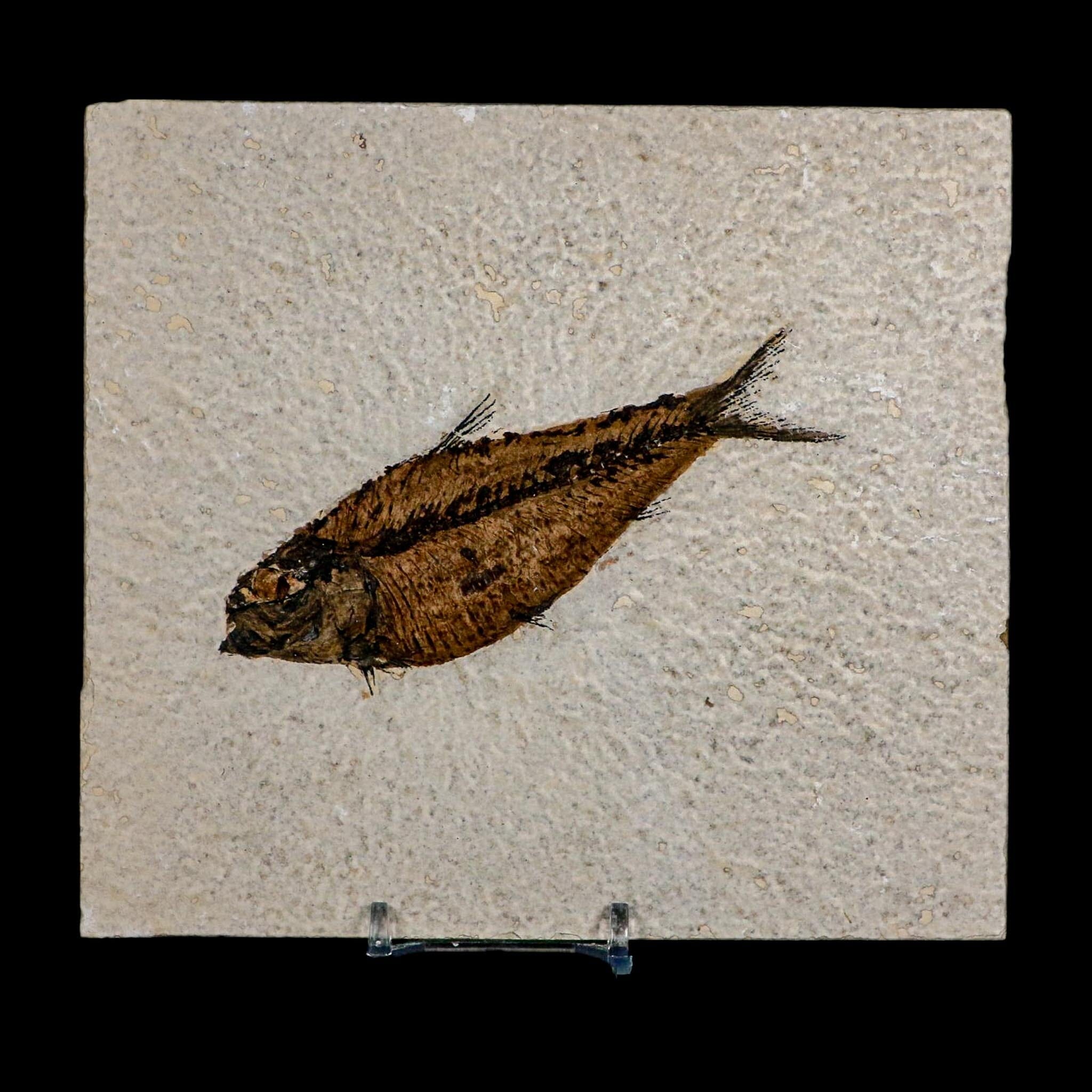 4.3" Diplomystus Dentatus Fossil Fish Green River FM WY Eocene Age COA, Stand - Fossil Age Minerals