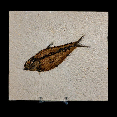 4.3" Diplomystus Dentatus Fossil Fish Green River FM WY Eocene Age COA, Stand