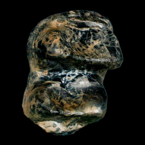 1.1" Tapir Tapirus Veroensis Fossil Tooth Pleistocene Age Withlacoochee River FL Display - Fossil Age Minerals