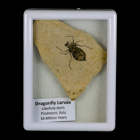 0.9" Dragonfly Larvae Fossil Libellula Doris Plate Upper Miocene Piemont Italy Display - Fossil Age Minerals