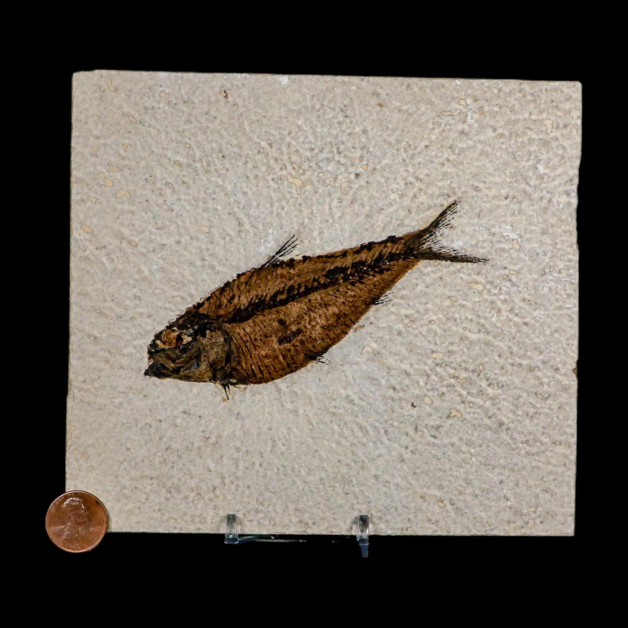 4.3" Diplomystus Dentatus Fossil Fish Green River FM WY Eocene Age COA, Stand - Fossil Age Minerals