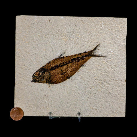 4.3" Diplomystus Dentatus Fossil Fish Green River FM WY Eocene Age COA, Stand