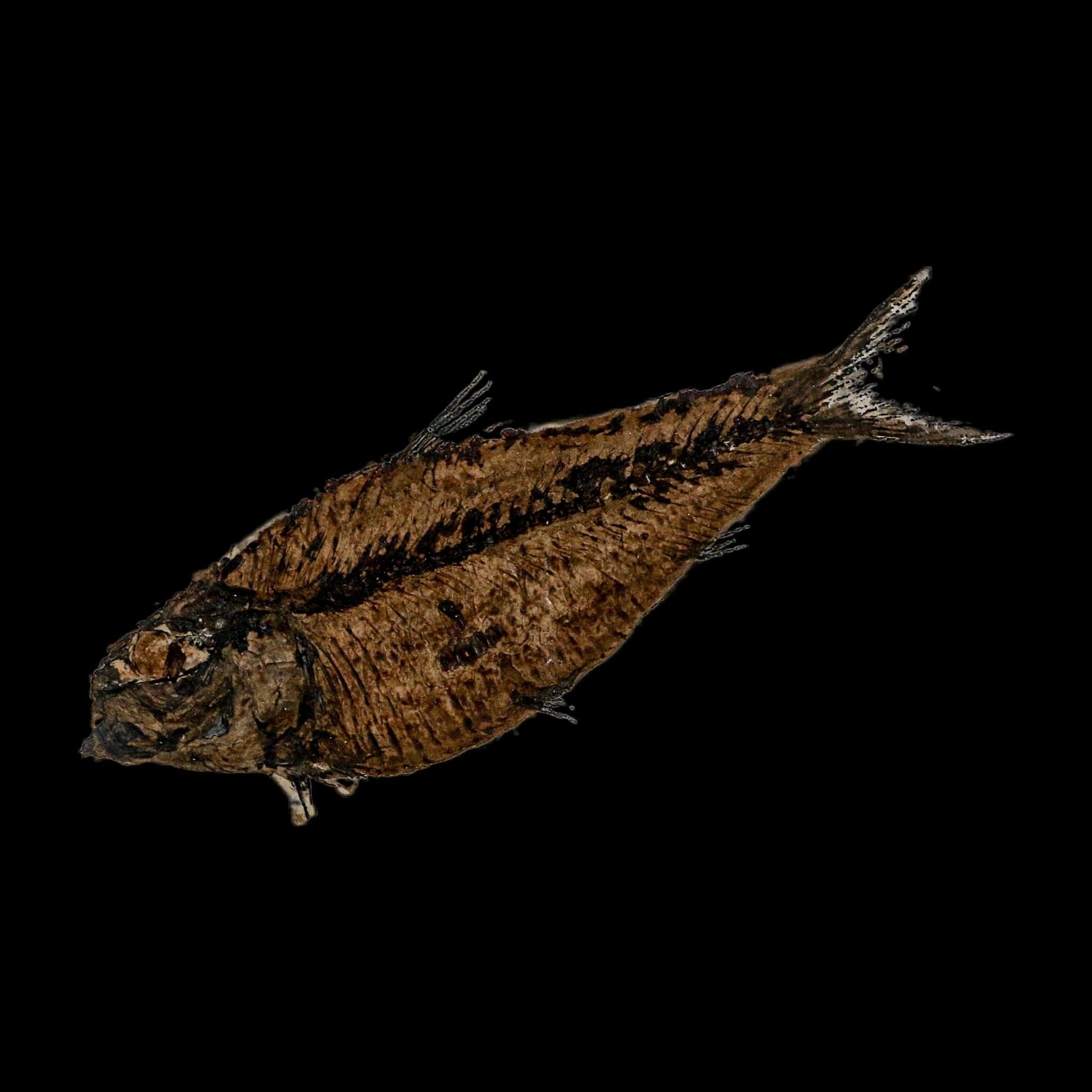 4.3" Diplomystus Dentatus Fossil Fish Green River FM WY Eocene Age COA, Stand - Fossil Age Minerals