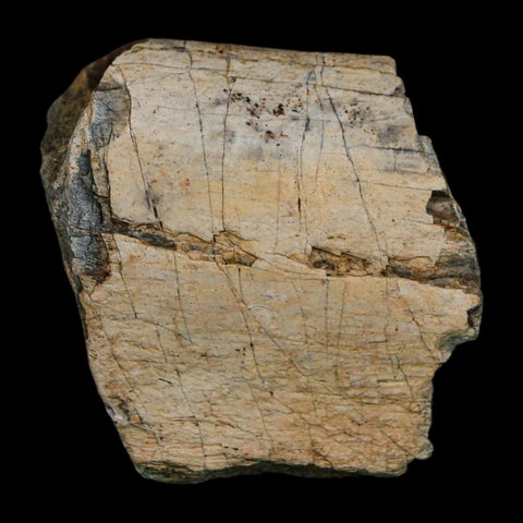 2" Triceratops Fossil Rib Bone Hell Creek FM Cretaceous Dinosaur MT COA Stand - Fossil Age Minerals