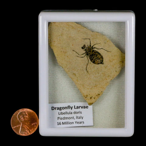 0.9" Dragonfly Larvae Fossil Libellula Doris Plate Upper Miocene Piemont Italy Display - Fossil Age Minerals