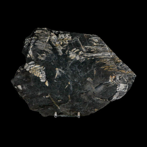 8.6" Alethopteris Fern Plant Leaf Fossil Carboniferous Age Llewellyn FM ST Clair, PA - Fossil Age Minerals