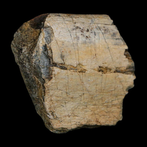 2" Triceratops Fossil Rib Bone Hell Creek FM Cretaceous Dinosaur MT COA Stand - Fossil Age Minerals