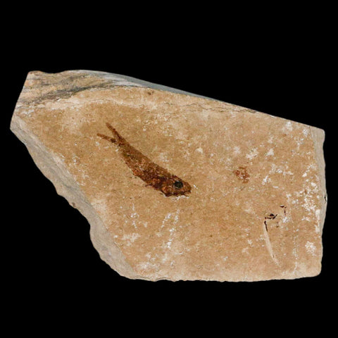 0.8" Hemisaurida Fossil Fish Plate Cretaceous Dinosaur Age Hakel Lebanon - Fossil Age Minerals