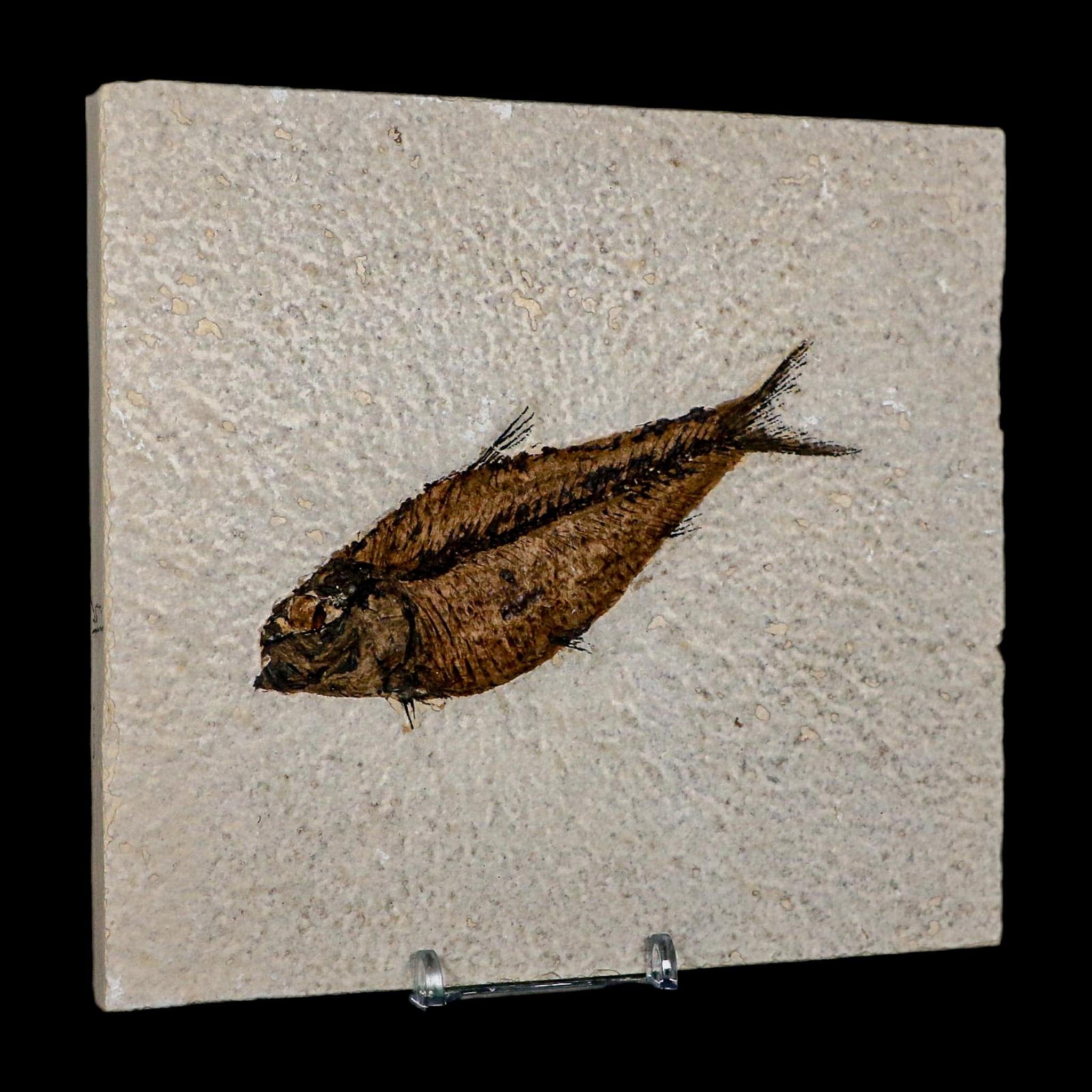 4.3" Diplomystus Dentatus Fossil Fish Green River FM WY Eocene Age COA, Stand - Fossil Age Minerals
