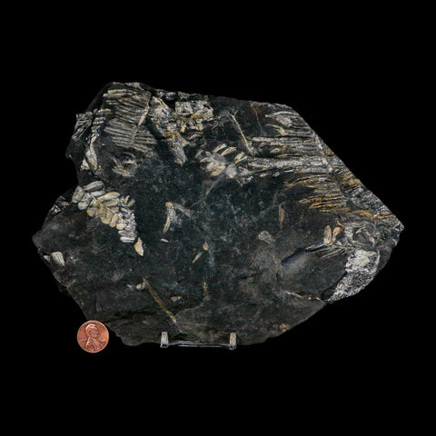 8.6" Alethopteris Fern Plant Leaf Fossil Carboniferous Age Llewellyn FM ST Clair, PA - Fossil Age Minerals