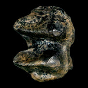 1.1" Tapir Tapirus Veroensis Fossil Tooth Pleistocene Age Withlacoochee River FL Display