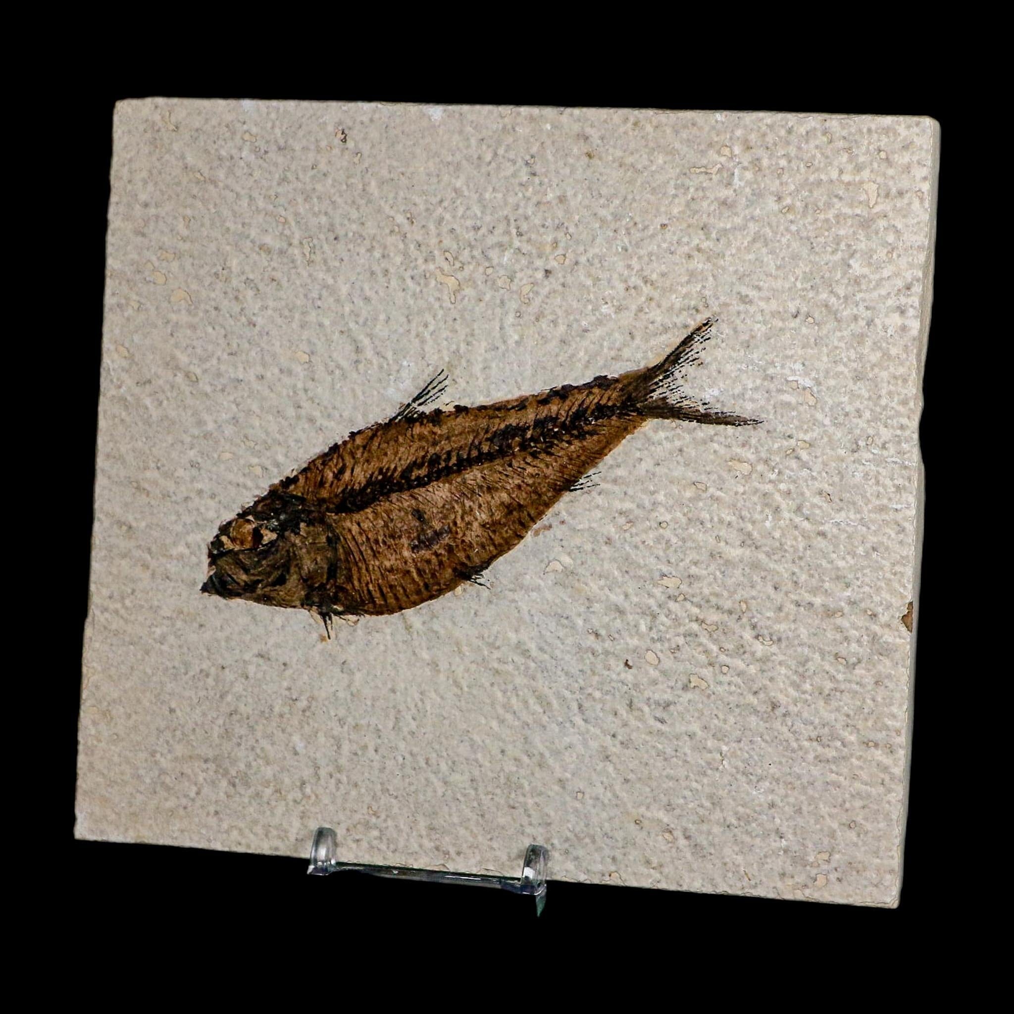 4.3" Diplomystus Dentatus Fossil Fish Green River FM WY Eocene Age COA, Stand - Fossil Age Minerals