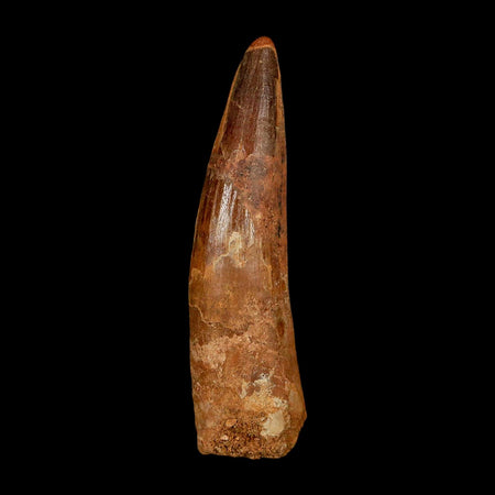 XL 3.1" Spinosaurus Fossil Tooth 100 Million Years Old Cretaceous Dinosaur COA