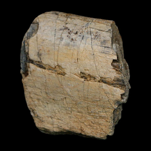2" Triceratops Fossil Rib Bone Hell Creek FM Cretaceous Dinosaur MT COA Stand - Fossil Age Minerals