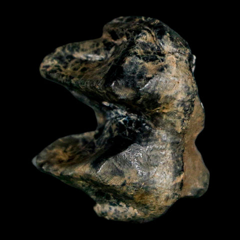 1.1" Tapir Tapirus Veroensis Fossil Tooth Pleistocene Age Withlacoochee River FL Display - Fossil Age Minerals