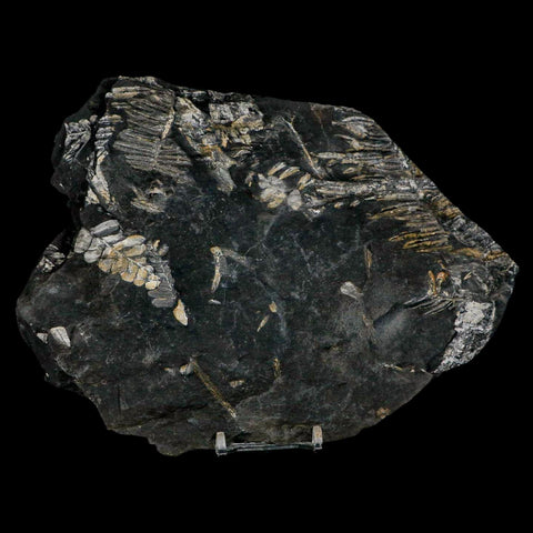 8.6" Alethopteris Fern Plant Leaf Fossil Carboniferous Age Llewellyn FM ST Clair, PA - Fossil Age Minerals